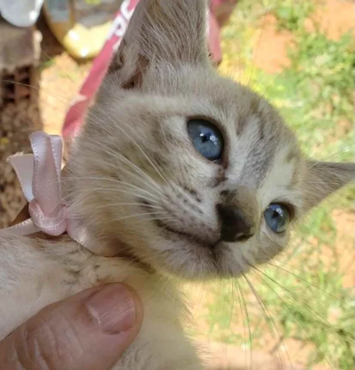 Gato ra a SRD idade 2 a 6 meses nome Betty 
