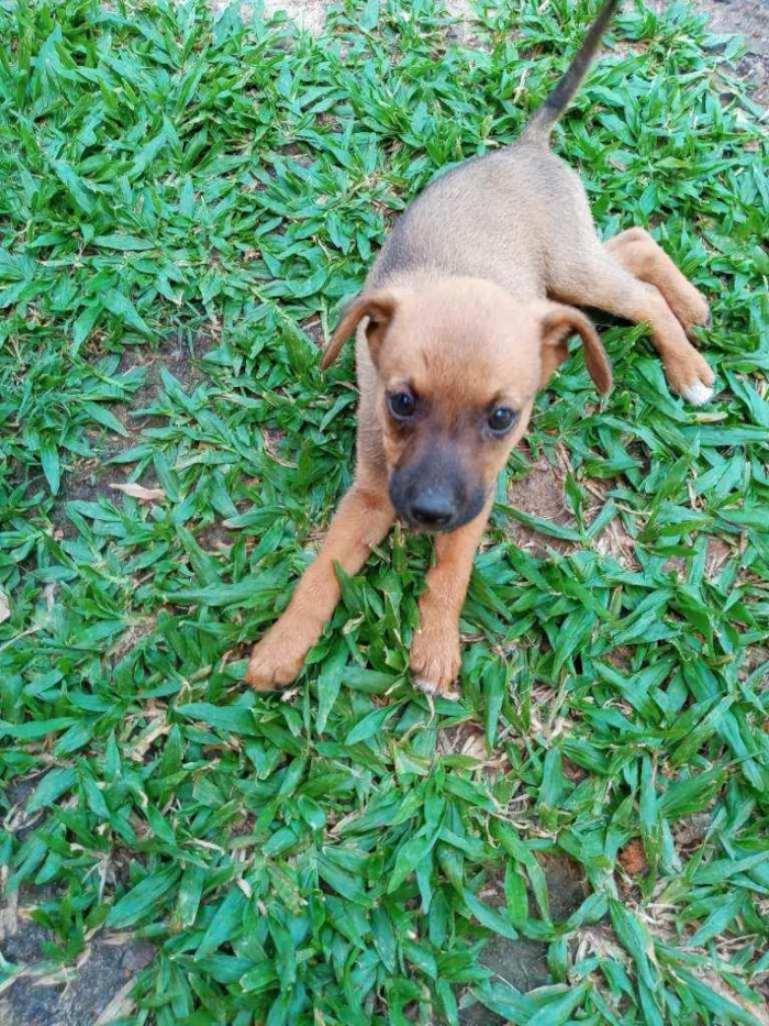 Cachorro raça Vira Lata idade Abaixo de 2 meses nome Sem Nome