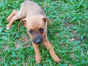 Cachorro raça Vira Lata idade Abaixo de 2 meses nome Sem Nome