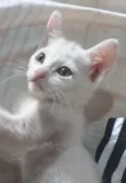 Suzi 