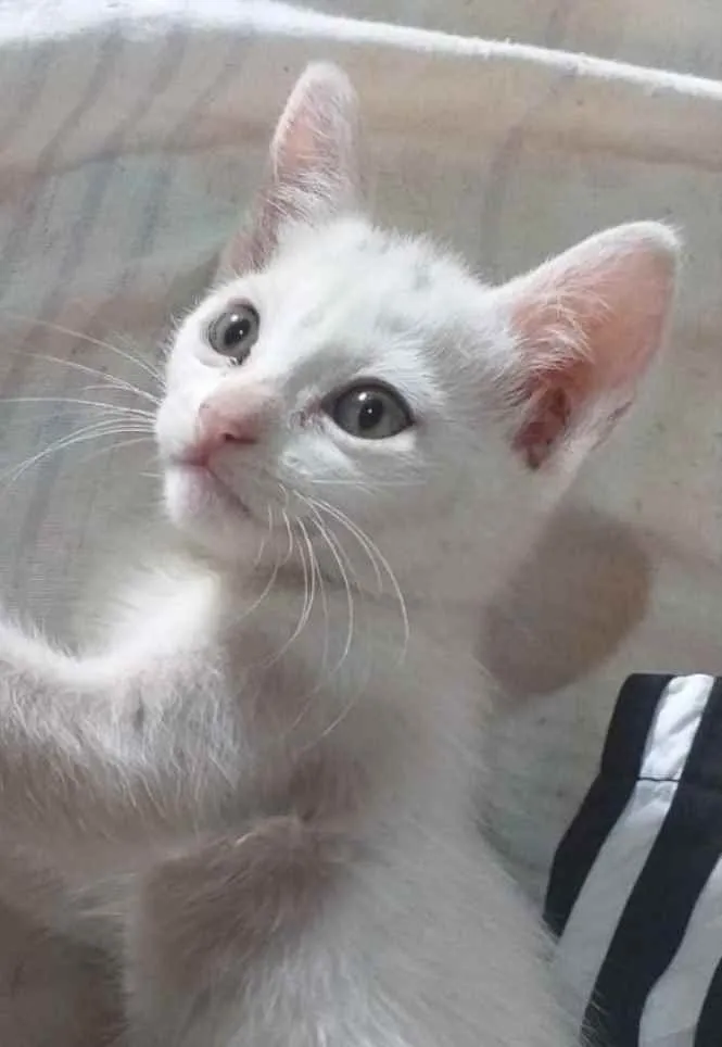 Gato ra a SRD idade 2 a 6 meses nome Suzi 