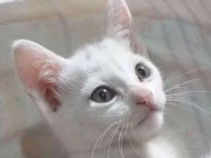 Gato raça SRD idade 2 a 6 meses nome Suzi 