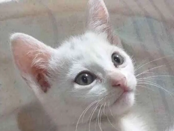 Gato ra a SRD idade 2 a 6 meses nome Suzi 