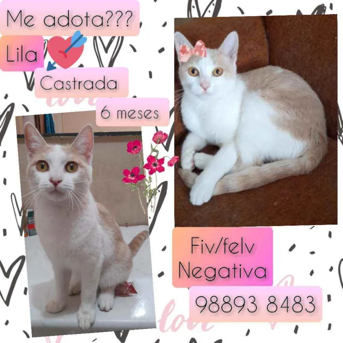 Cachorro raça SRD idade 7 a 11 meses nome Lila