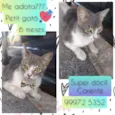 Petit gatô 