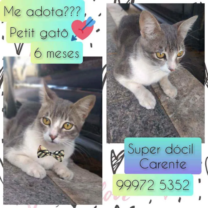 Gato raça SRD idade 7 a 11 meses nome Petit gatô 