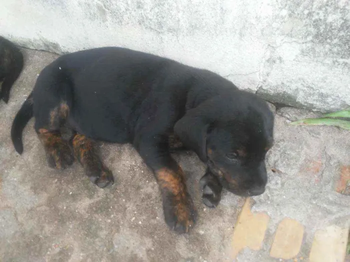 Cachorro raça  idade Abaixo de 2 meses nome Filhote
