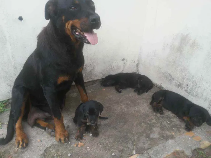 Cachorro raça  idade Abaixo de 2 meses nome Filhote
