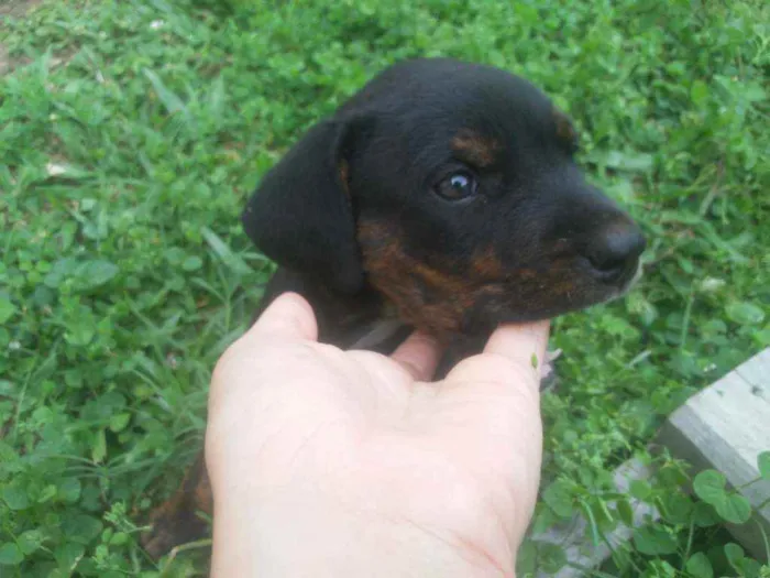 Cachorro raça  idade Abaixo de 2 meses nome Filhote