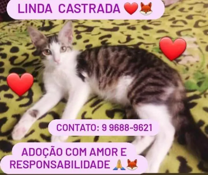Gato raça Srd idade 2 a 6 meses nome Amora