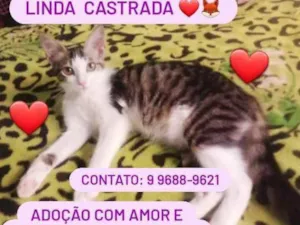 Gato raça Srd idade 2 a 6 meses nome Amora