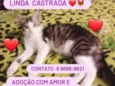Amora