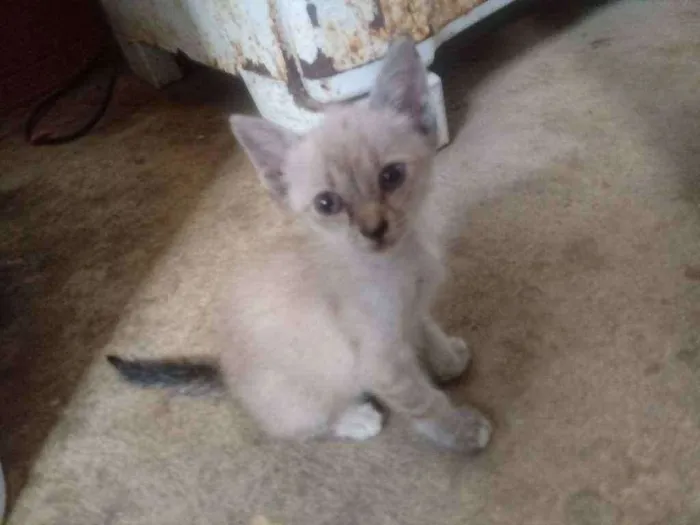 Gato raça Siames idade 2 a 6 meses nome Neve