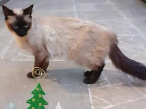 Gato raça srd idade 2 anos nome Emily
