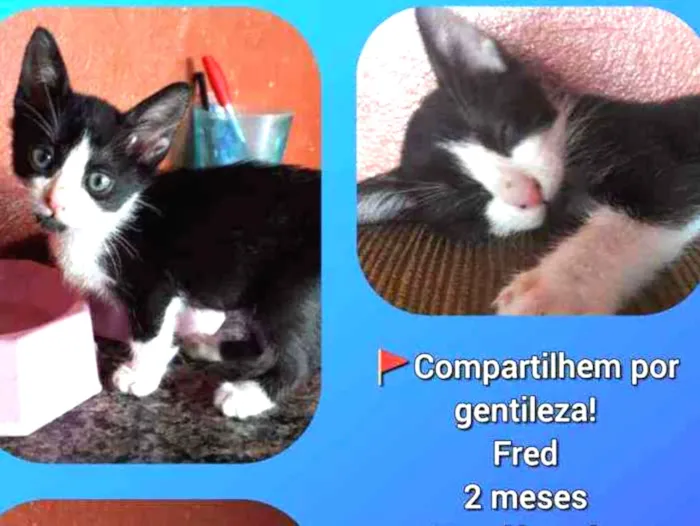 Gato raça Srd  idade Abaixo de 2 meses nome Fred
