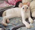 MARSHMALLOW
