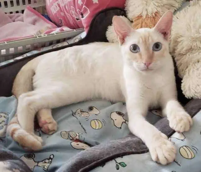 Gato ra a SRD idade 7 a 11 meses nome MARSHMALLOW