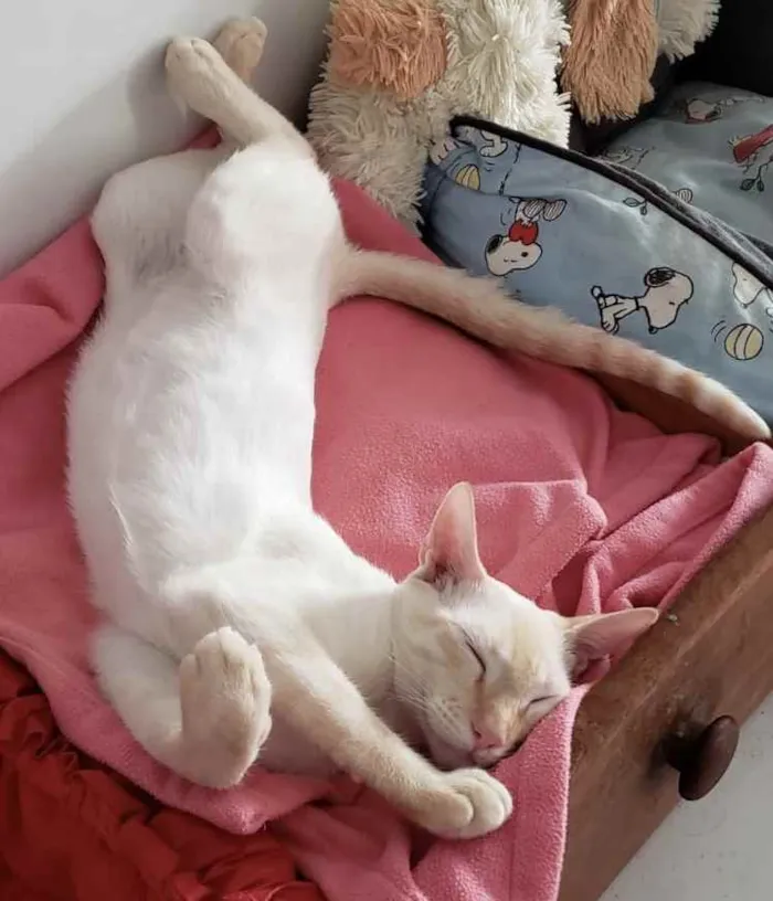 Gato ra a SRD idade 7 a 11 meses nome MARSHMALLOW