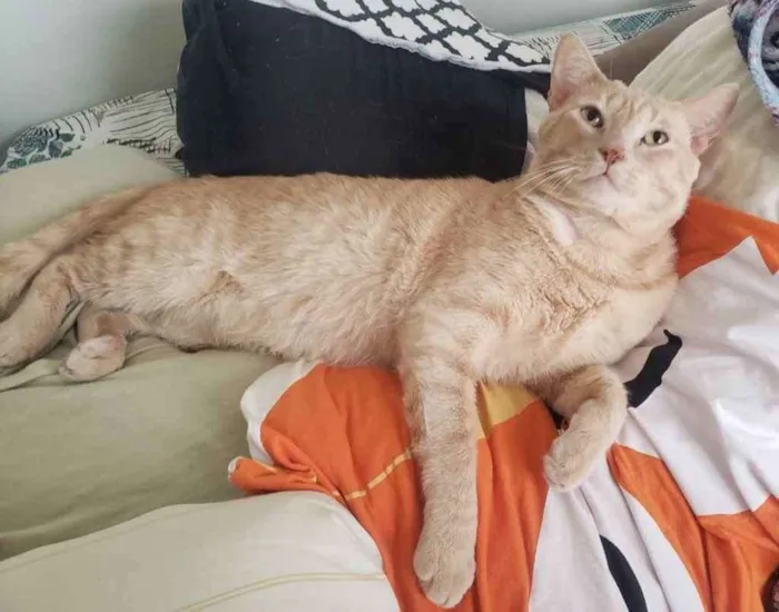 Gato ra a SRD idade 1 ano nome GARFIELD