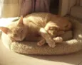GARFIELD