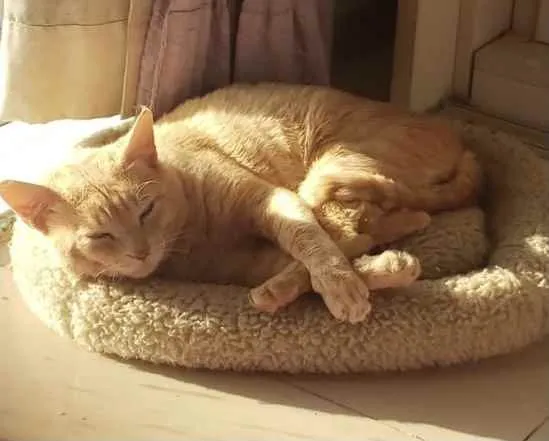 Gato ra a SRD idade 1 ano nome GARFIELD