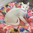 KIKI
