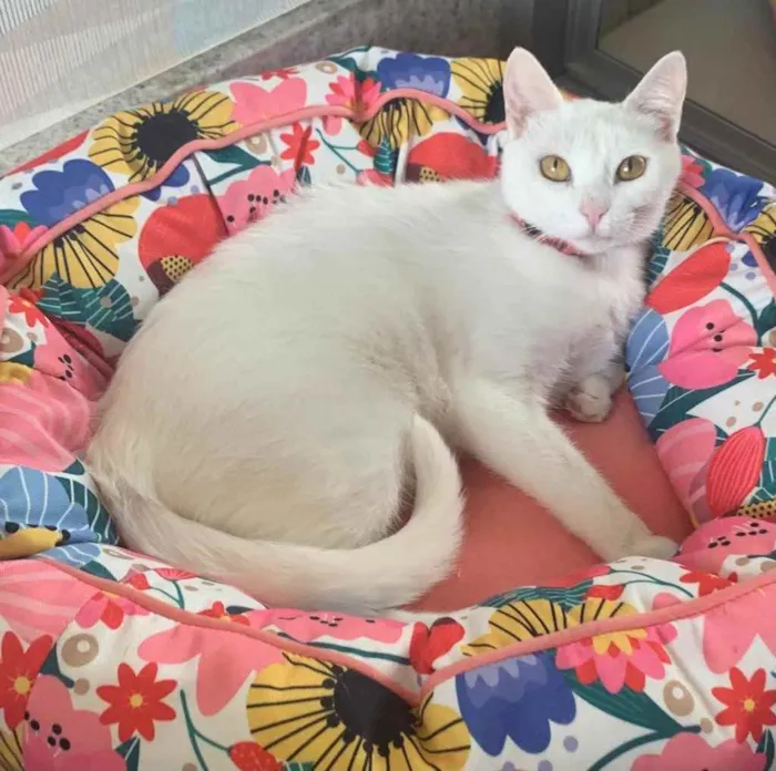 Gato ra a SRD idade 2 a 6 meses nome KIKI