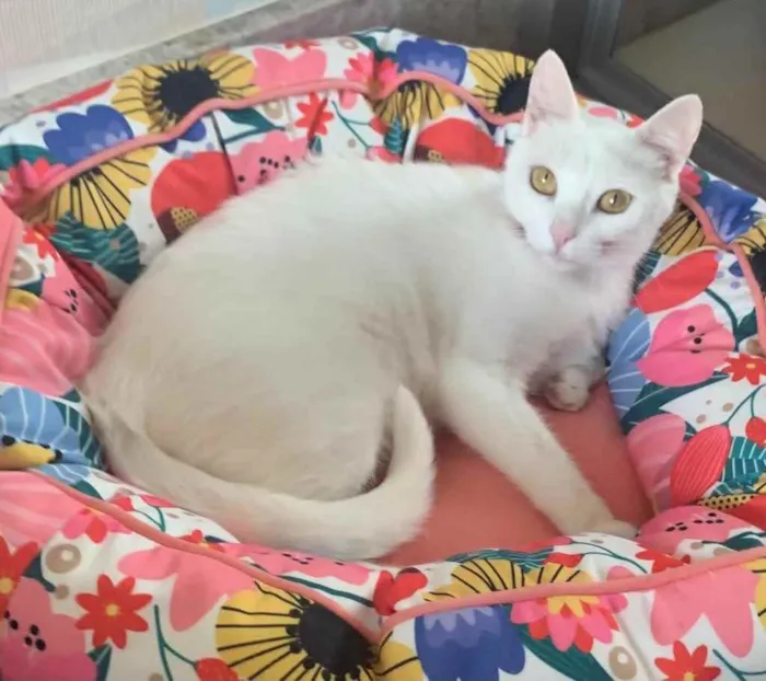 Gato ra a SRD idade 2 a 6 meses nome KIKI
