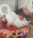 KIKI