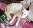 MARSHMALLOW