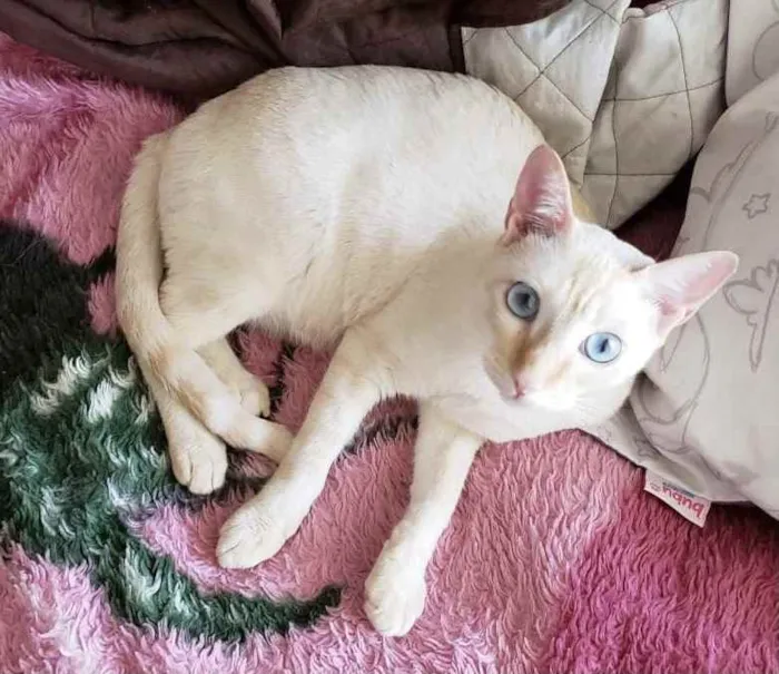 Gato ra a SRD idade 7 a 11 meses nome MARSHMALLOW
