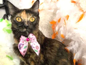 Gato raça SRD idade 2 a 6 meses nome LUA