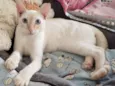 MARSHMALLOW