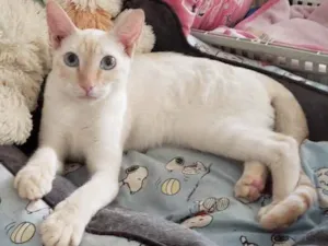Gato raça SRD idade 7 a 11 meses nome MARSHMALLOW