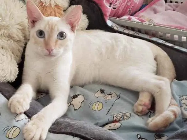 Gato ra a SRD idade 7 a 11 meses nome MARSHMALLOW