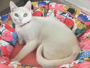 Gato raça SRD idade 2 a 6 meses nome KIKI