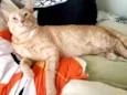 GARFIELD