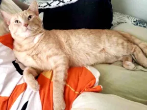 Gato raça SRD idade 1 ano nome GARFIELD