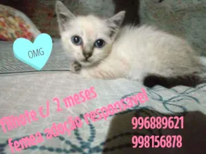 Gato raça Siãmes idade 2 a 6 meses nome Bela