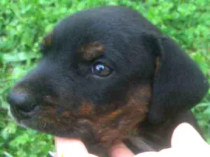 Cachorro raça  idade Abaixo de 2 meses nome Filhote
