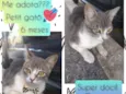 Petit gatô 