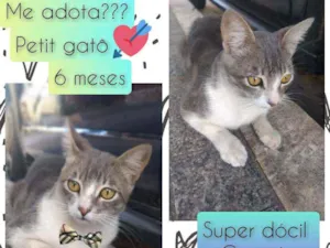 Gato raça SRD idade 7 a 11 meses nome Petit gatô 
