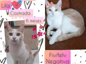 Cachorro raça SRD idade 7 a 11 meses nome Lila