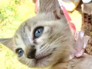 Gato raça SRD idade 2 a 6 meses nome Betty 
