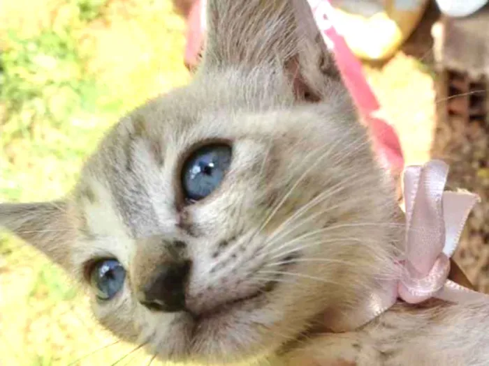 Gato ra a SRD idade 2 a 6 meses nome Betty 
