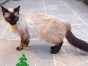 Gato raça srd idade 2 anos nome Emily