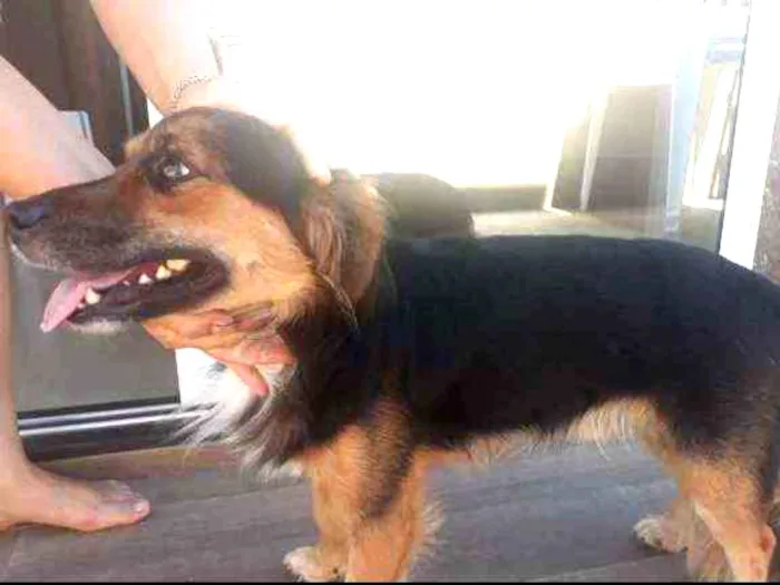 Cachorro ra a Vira lata idade 3 anos nome Maradona 