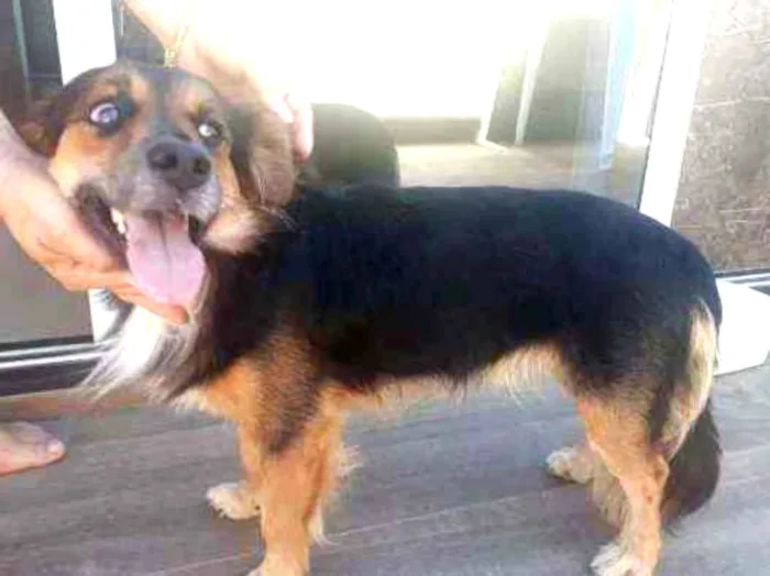 Cachorro ra a Vira lata idade 3 anos nome Maradona 