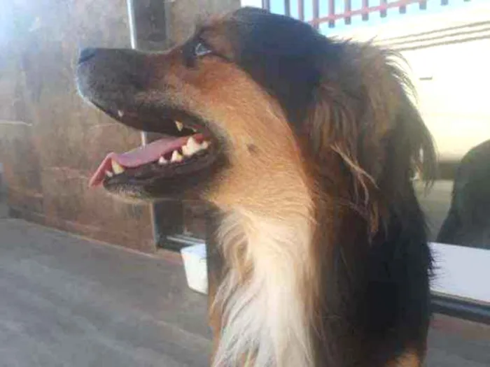 Cachorro ra a Vira lata idade 3 anos nome Maradona 