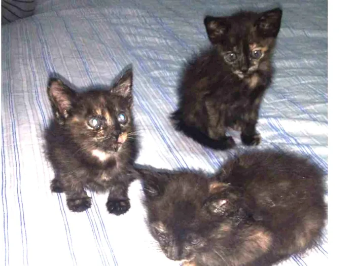 Gato raça DSR idade 2 a 6 meses nome joaquinas